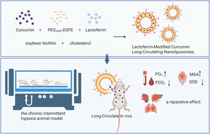Graphical abstract: Preparation and evaluation of lactoferrin-modified curcumin long-circulating nanoliposomes for hypoxic brain injury therapy