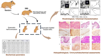 Graphical abstract: Synthesis of a nano-emulsion of quercetin encapsulated vitamin E conjugated iron oxide nanoparticles for the systemic phyto-preventive effect: characterization and oral cancer application