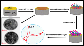 Graphical abstract: Exploring a GE/Nafion/Co-MOF nanosheets/CuO NPs/GOx powered electrochemical biosensor for ultrasensitive detection of rebaudioside A