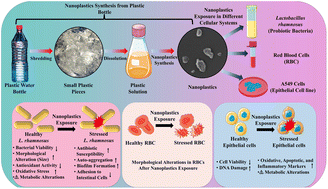Graphical abstract: Nanoplastics from single-use polyethylene terephthalate bottles impair the functionality of human gut-dwelling Lactobacillus rhamnosus and induce toxicity in human cells