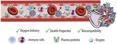 Graphical abstract: Hemoglobin-loaded ZIF-8 nanoparticles functionalized with human serum albumin as stealth, stable, and biocompatible oxygen carriers
