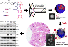 Graphical abstract: Targeted delivery of berberine via ROS-sensitive polymersomes enhances its hepatoprotective activity in CCl4-intoxicated mice
