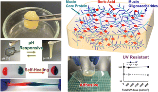 Graphical abstract: Dynamic glycan network engineering of native mucin enables reversible, self-healing, and adhesive hydrogel interfaces