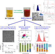 Graphical abstract: The anticancer effect of γ-irradiation synthesized selenium nanoparticles stabilized in β-glucan on HepG2 cell proliferation via apoptosis induction and cell cycle arrest