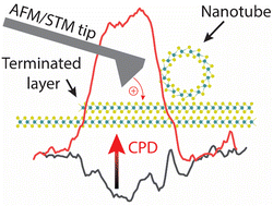Graphical abstract: Edge and defect effects on charge distribution in collapsed MoS2 nanotubes