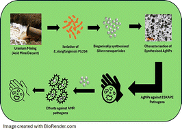 Graphical abstract: Novel biogenic silver nanoparticles produced by Enterobacter xiangfangensis Pb204 reinstate the activity of specific antibiotics against resistant ESKAPE pathogens