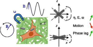 Graphical abstract: Modelling of magnetic vortex microdisc dynamics under varying magnetic field in biological viscoelastic environments