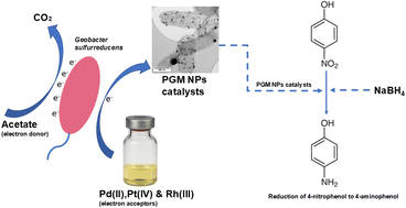 Graphical abstract: Microbial synthesis of bimetallic Pd–Rh and Pd–Pt nanoparticle catalysts