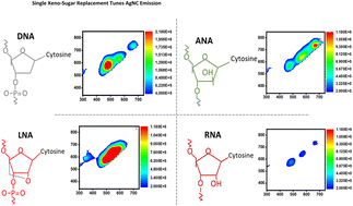 Graphical abstract: Effect of single xeno-nucleic acid replacement on the fluorescence of DNA-encapsulated silver nanoclusters