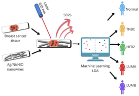 Graphical abstract: High reliability Ag/Ni/NiO nanowire-based SERS for cancer detection: a study on breast cancer