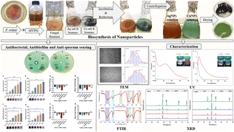 Graphical abstract: Eco-friendly nanoparticles from Fusarium solani suppress biofilms and quorum sensing in Pseudomonas aeruginosa