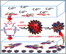 Graphical abstract: Short metallopeptide conjugate nanostructures for selective cadmium capture and detoxification
