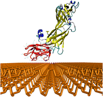 Graphical abstract: Multi-scale computational insights into West Nile virus E-protein adsorption on graphene and phosphorene nanomaterials