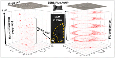 Graphical abstract: Surface-enhanced stimulated Raman scattering and fluorescence probing of plasmonic nanoparticles in cellular environments: insights into their spatial distribution and aggregation