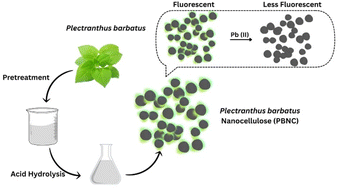 Graphical abstract: Fluorescent nanocellulose derived from Plectranthus barbatus for the selective detection of Pb(ii) ions in aqueous solutions