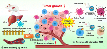Graphical abstract: Reversing cancer immunosuppression via K+ capture and repolarization of tumor-associated macrophages