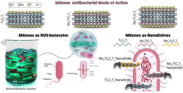 Graphical abstract: Antibacterial properties and underlying mechanisms of Mo2TiC2Tx and Mo2Ti2C3Tx MXenes targeting Escherichia coli (Gram-negative bacterium)