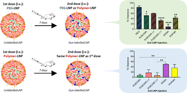 Graphical abstract: Influence of hydrophilic polymers on the accelerated blood clearance of mRNA lipid nanoparticles upon repeated administration