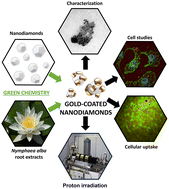 Graphical abstract: Green-synthesized gold-coated nanodiamonds as potential radiosensitizers for proton therapy