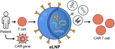 Graphical abstract: Lipid nanoparticles for engineering next generation CAR T cell immunotherapy