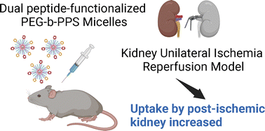 Graphical abstract: Enabling organ- and injury-specific nanocarrier targeting via surface-functionalized PEG-b-PPS micelles for acute kidney injury
