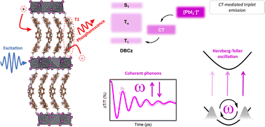 Graphical abstract: Ultrafast charge transfer and coherent phonons in electroactive organic cation-templated low-dimensional perovskite analogues
