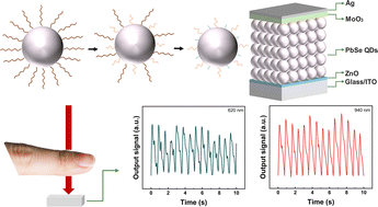 Graphical abstract: Two-step ligand exchange to promote charge transfer in PbSe quantum dot photodetectors for pulse monitoring