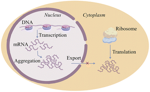 Graphical abstract: Gene silencing regulated by aggregates of Corn aptamer at 3′ UTR of mRNA