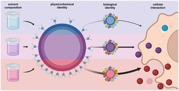 Graphical abstract: Continuous phase hydrophobicity exerts substantial influence on the surface functional group prevalence in protein nanocapsules synthesized in inverse miniemulsion