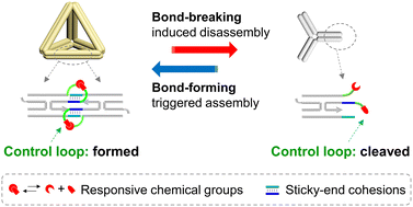 Graphical abstract: Rational design of dynamic DNA self-assembly through a responsive-bond-embedded loop
