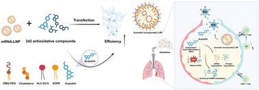Graphical abstract: Acacetin-incorporated lipid nanoparticles for inhaled mRNA vaccines