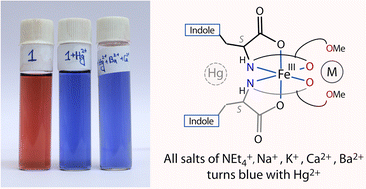 Graphical abstract: Visual detection of Hg2+ without interference by alkali and alkaline earth metal ions using an iron(iii) complex in a hetero-bimetallic environment