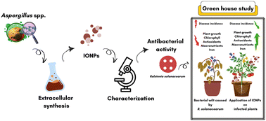 Graphical abstract: Mycogenic synthesis of iron oxide nanoparticles (IONPs) for managing bacterial wilt in tomato (Solanum lycopersicum) caused by Ralstonia solanacearum: disease suppression, growth promotion and soil health improvement