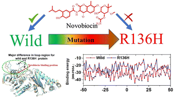 Graphical abstract: Structural and dynamic implications of the R136H mutation in DNA GyrB: insights into antimicrobial resistance and novobiocin efficacy