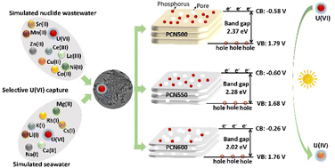 Graphical abstract: Phosphorous-modified porous graphitic carbon nitride activated by phytic acid for efficient, selective extraction and photoreduction of uranium from aqueous solutions