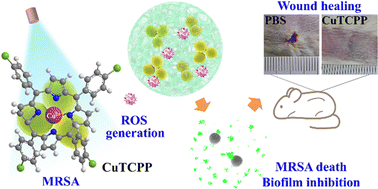 Graphical abstract: Copper(ii) complexes with porphyrins for photodynamic elimination of drug-resistant pathogens
