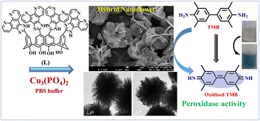 Graphical abstract: Inorganic–organic hybrid copper phosphate nanoflower coated with an upper rim tetra-imidazolyl-phenanthroline derivatized calix[4]arene: synthesis, characterization and its application as a peroxidase mimic catalyst