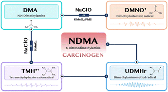 Graphical abstract: EPR detection of nitrogen-containing radicals in dimethylamine oxidation: insights into NDMA formation
