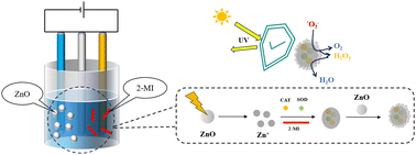Graphical abstract: A highly efficient and long-lasting agent for reactive oxygen species removal based on biomimetic mineralization of metal–organic frameworks