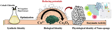 Graphical abstract: Synthetic, biological and physiological identity of green cobalt oxide nanosponges engineered for multidrug-resistant pathogenic bacteria