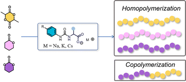 Graphical abstract: A bifunctional urea catalyst enables controlled/living ring-opening polymerization: access to various polyesters