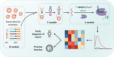 Graphical abstract: A universal and programmable platform for fluorescent detection and profiling of exosomes based on bispecific aptamer-programmed DNAzyme-switched CRISPR/Cas12a