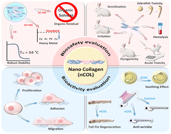 Graphical abstract: Design and evaluation of the biosafety and bioactivity of highly stable nano collagen