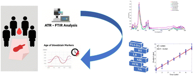 Graphical abstract: Estimation of the age of bloodstains from a simulated crime scene using ATR-FTIR spectroscopy and machine learning