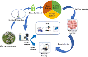 Graphical abstract: Unveiling the anticancer potential of Conyza bonariensis: integrative analysis through LC-MS, DFT, and molecular docking