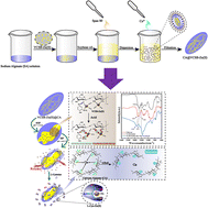 Graphical abstract: Calcium alginate microcapsules loaded with vanillin–chitosan complexes for improving biosafety and bioavailability