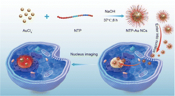Graphical abstract: Peptide-directed green synthesis of gold nanoclusters with deep red fluorescence for long-term bioimaging of the nucleus