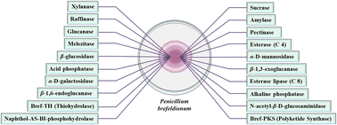 Graphical abstract: Penicillium brefeldianum B. O. Dodge, 1933: insights into its secondary metabolites, pharmacologically active compounds and biotechnological potential