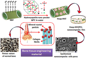 Graphical abstract: Unravelling the bone regeneration capability of polylactic acid nanocomposite films embedded with hydroxyapatite functionalized halloysite nanotubes
