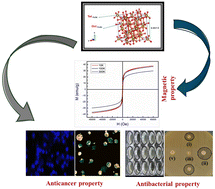 Graphical abstract: Unleashing the multifunctionality of biocompatible superparamagnetic spinel NiFe2O4 nanoparticles: exploration of its efficacy towards leukemic cells and MDR pathogenic bacteria